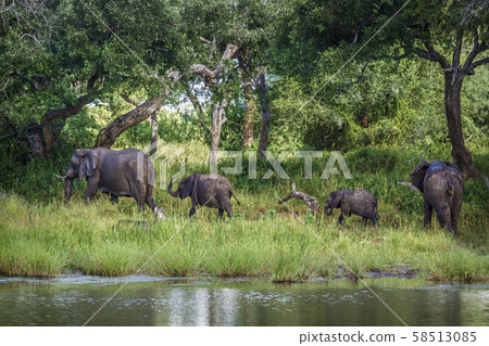 African bush elephant in Mapungubwe National park, 58513085