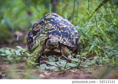 Leopard tortoise in Kruger National park, South 58513131