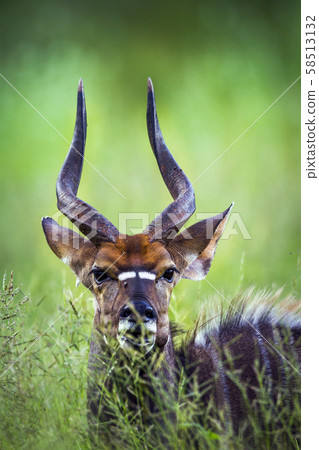 Nyala in Kruger National park, South Africa 58513132