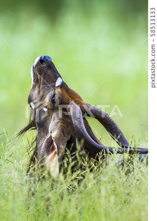 Nyala in Kruger National park, South Africa 58513133