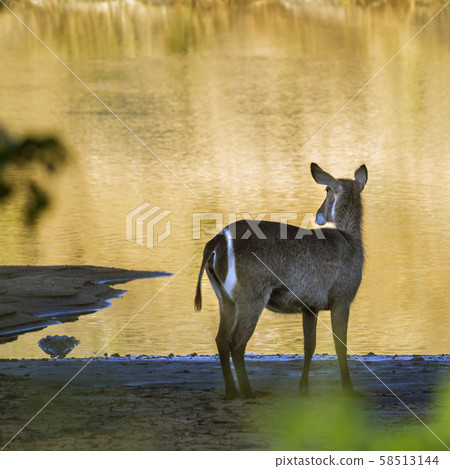 Common Waterbuck in Kruger National park, South Common Waterbuck in Kruger National park, South 58513144