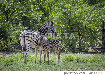 Plains zebra in Kruger National park, South Africa 58513148