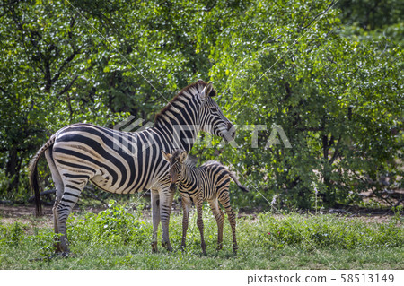 Plains zebra in Kruger National park, South Africa 58513149