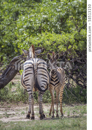 Plains zebra in Kruger National park, South Africa 58513150