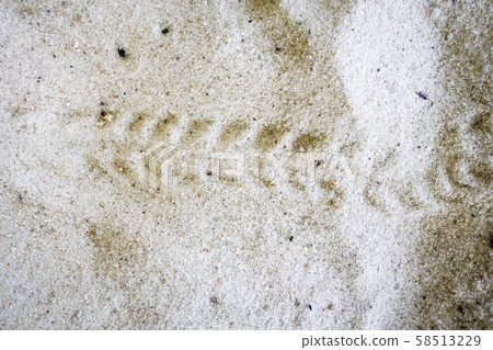 Turtle baby footprints on a tropical beach 58513229