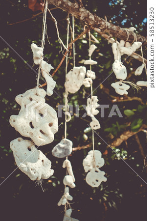 Hanging coral, Perhentian Islands, Terengganu, 58513230