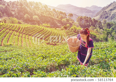 Young Tribal Asian women from Thailand picking tea leaves with smiling face on tea field plantation in the morning at doi ang khang national park , Chiang Mai, Thailand. Beautiful Asia female model 58513764