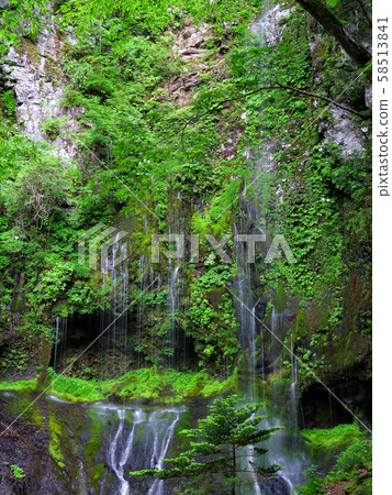 Forest baths Forest baths 58513841