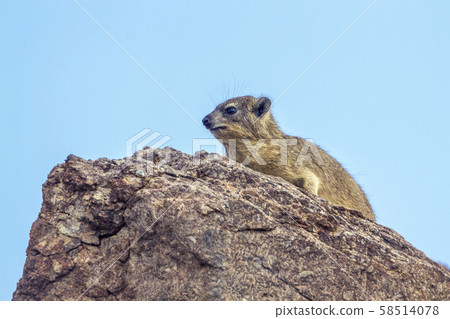 Rock hyrax in Mapungubwe National park, South 58514078
