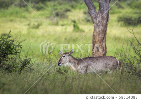Common Waterbuck in Kruger National park, South 58514085