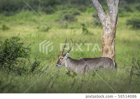 Common Waterbuck in Kruger National park, South Common Waterbuck in Kruger National park, South 58514086