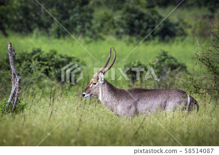 Common Waterbuck in Kruger National park, South Common Waterbuck in Kruger National park, South 58514087