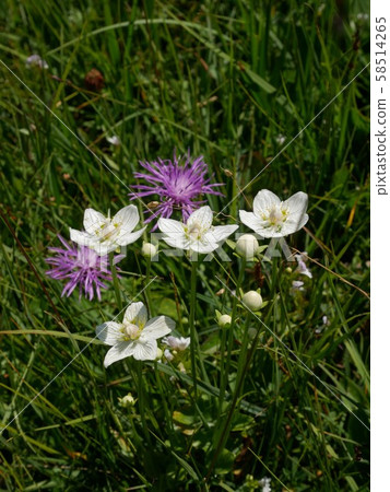 urge魚Parnassia palustris（瑞士） 58514265