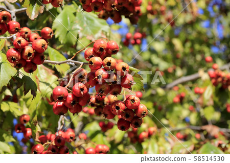 Horseradish 58514530