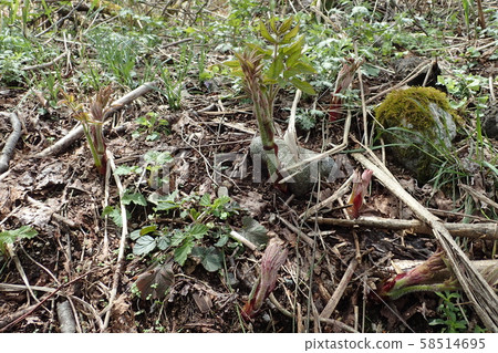 Udo Aralia cordata 58514695