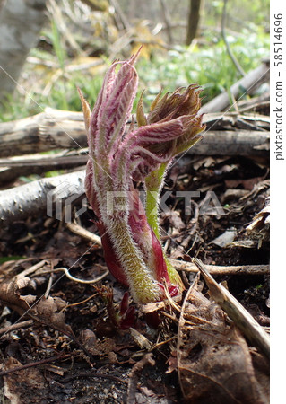 Udo Aralia cordata 58514696