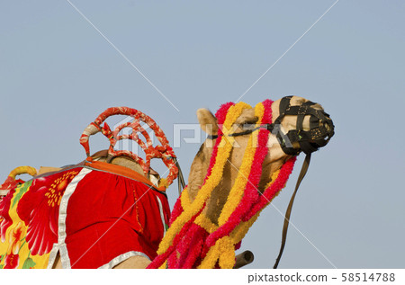 camel decorated with colorful tassels, necklaces 58514788