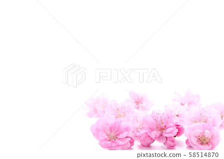 Background material Peach blossom white background Background material Peach blossom white background 58514870
