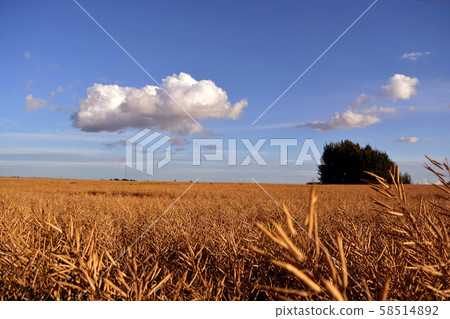 Ripe golden summer end rapeseed field 58514892