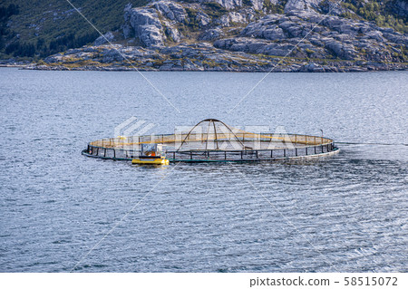 Farm salmon fishing in Norway 58515072