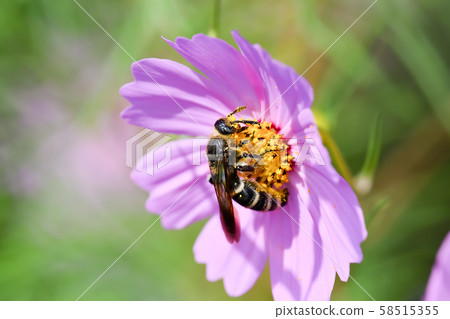 Himehara na gussetti Himehara na gussetti 58515355