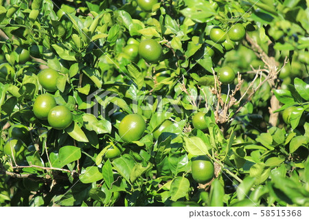 Green summer tangerines Green summer tangerines 58515368