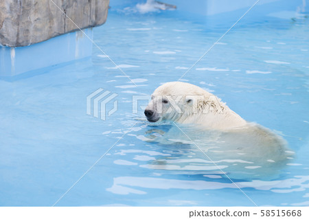 Polar bear  58515668