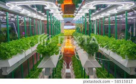 Soilless culture of vegetables under artificial light. Organic hydroponic vegetable garden. LED Soilless culture of vegetables under artificial light. Organic hydroponic vegetable garden. LED 58515817