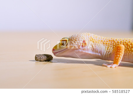 Leopard gecko staring at food, reptile pet, leopard gecko Leopard gecko staring at food, reptile pet, leopard gecko 58518527