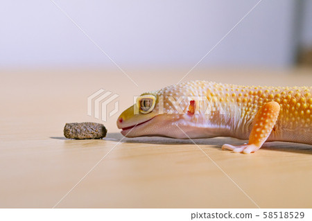 豹紋壁虎盯著食物,爬行動物寵物,豹紋壁虎 豹紋壁虎盯著食物,爬行動物寵物,豹紋壁虎 58518529