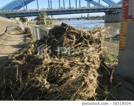 Trees and garbage that settled on the riverbed after the typhoon Trees and garbage that settled on the riverbed after the typhoon 58519504