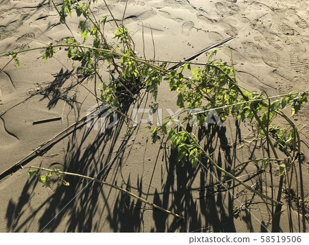 Riverbed ground and trees after typhoon 58519506