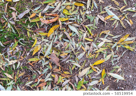Autumn leaves fallen from trees lie on the grass 58519954