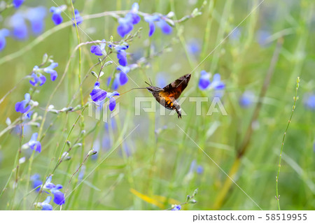 Hoshi hojaku 58519955