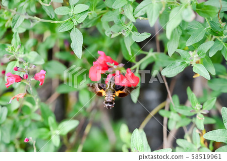 Hoshi hojaku 58519961