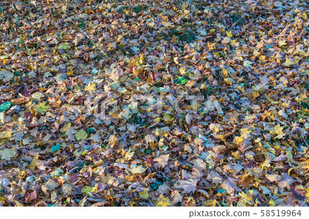 Autumn leaves fallen from trees lie on the grass 58519964