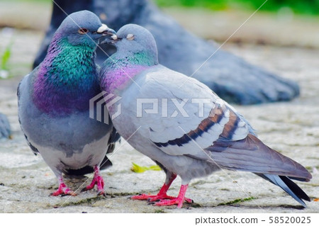 Good friend dove Good friend dove 58520025