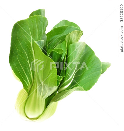 Fresh Green Bok Choy on White Background Fresh Green Bok Choy on White Background 58520190
