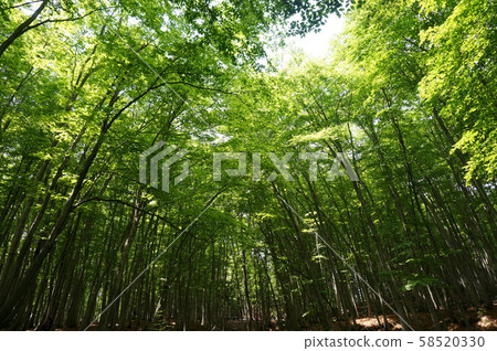 山毛櫸森林 山毛櫸森林 58520330