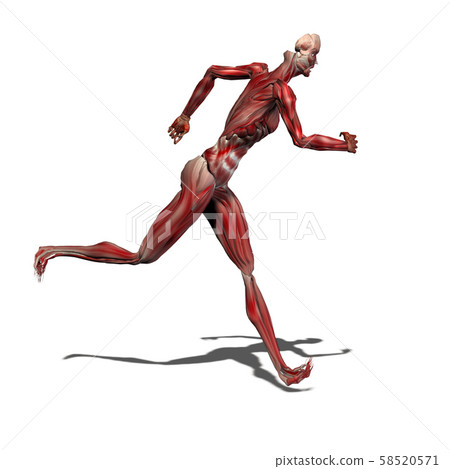 Running muscle 58520571