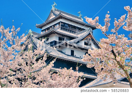 城堡和櫻花 城堡和櫻花 58520883