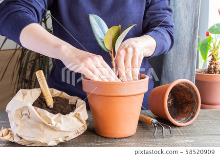 Woman transplanting Ficus flower 58520909