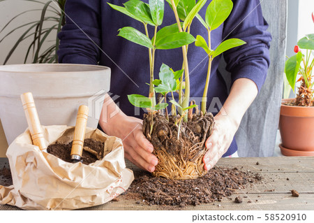 Woman transplanting Zamioculcas flower 58520910