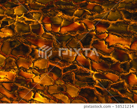 Gold paint on wooden for texture background Stock Photo