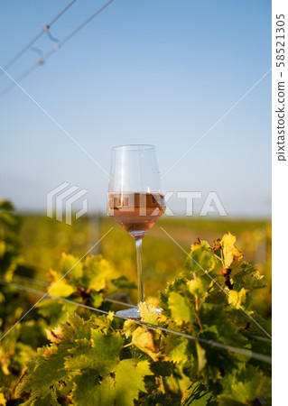 glass of rose wine in the vineyard with blue sky glass of rose wine in the vineyard with blue sky 58521305
