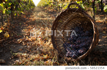 wicker basket full of red grapes in the vineyard 58521354