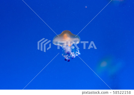 graceful sea animal white spotted jellyfish in blue water 58522158