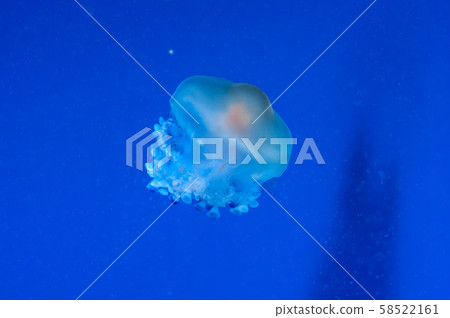 graceful sea animal white spotted jellyfish in blue water graceful sea animal white spotted jellyfish in blue water 58522161