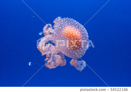 graceful sea animal white spotted jellyfish in blue water graceful sea animal white spotted jellyfish in blue water 58522186