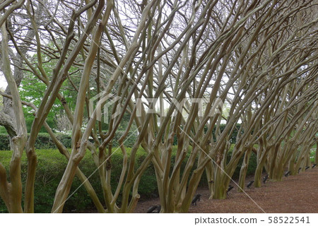 Crape myrtle lined up in the Dallas Arboretum 58522541